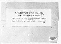 Moreaua aterrima image